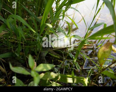 Il serpente d'acqua cerca di deglutire una carpa crogiana sulla riva del fiume Foto Stock