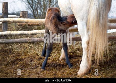 Il piccolo foal succhia il latte dal mare nella stalla. Foto Stock