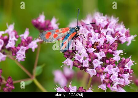 Sei-spot Burnett Moth (Zygaena transalpina) nutrendo la falce sul marjoram selvatico Origanum vulgare farfalla Foto Stock