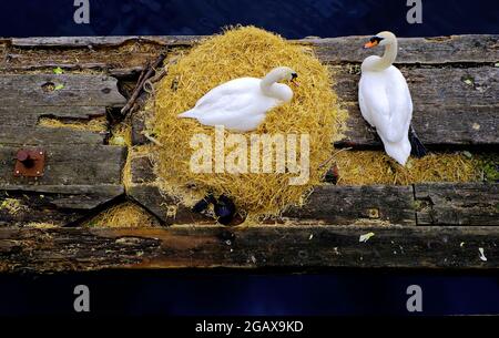 Due cigni muti nidificano su un pontile all'interno del Royal Quays Marina North Shields Foto Stock