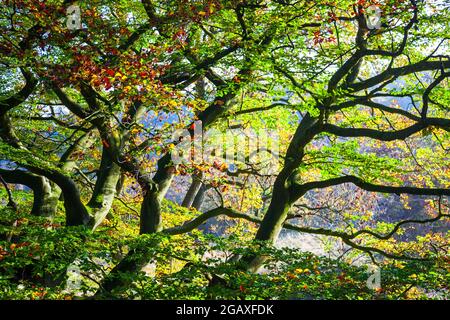 Derbyshire Woodland in autunno Foto Stock
