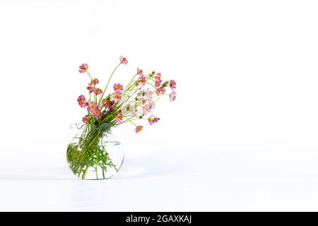 COSMOS catturato nel suo habitat. Sfondo bianco Foto Stock