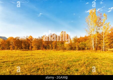 Paesaggio autunnale, una radura alla periferia della foresta Foto Stock