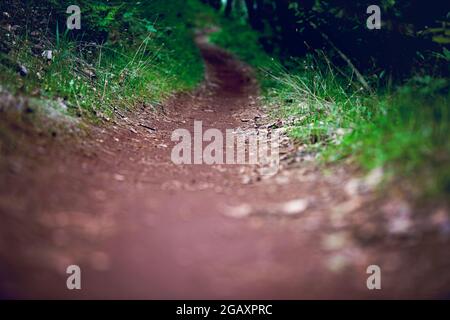 Foresthill Dividi Trail Foto Stock