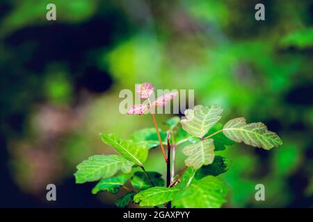 Foresthill Dividi Trail Foto Stock