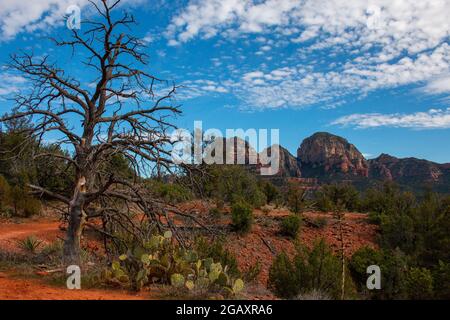 Alberi e piante lungo il sentiero Mescal a Sedona, Arizona, Stati Uniti Foto Stock