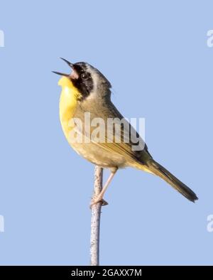 Maschio adulto Yellowgola comune, Geothlypis trichas, canta da un persico a Bombay Hook National Wildlife Refuge, Delaware, USA Foto Stock