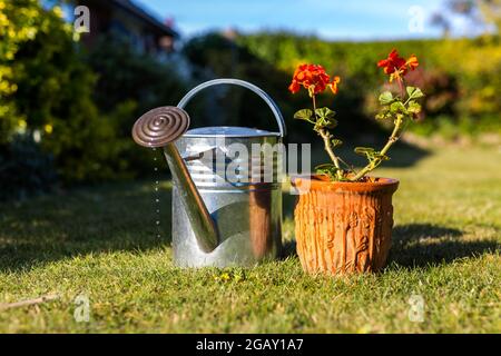 Un fiore rosso brillante di acqua fresca in una pentola di piante di terracotta con una classica annaffiatura in metallo può sedersi a lato con gocce d'acqua che cadono il beccuccio Foto Stock