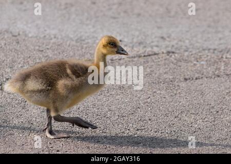 Un gosling di oca di greylag che cammina su una strada urbana Foto Stock