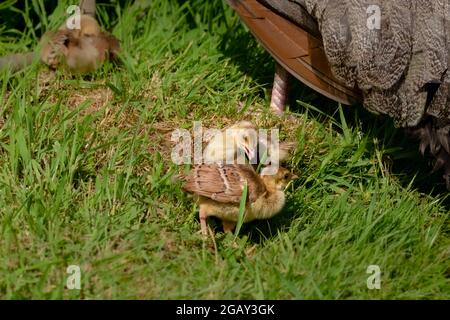 Peachicks, pulcini di pavone, giocando in erba vicino alla loro madre Peahen Foto Stock