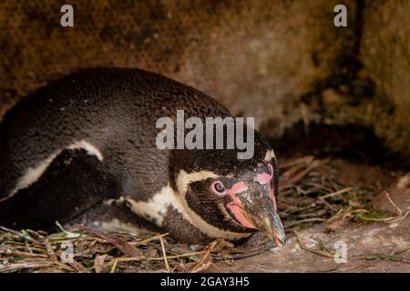 Humboldt pinguino sdraiato in un nido Foto Stock