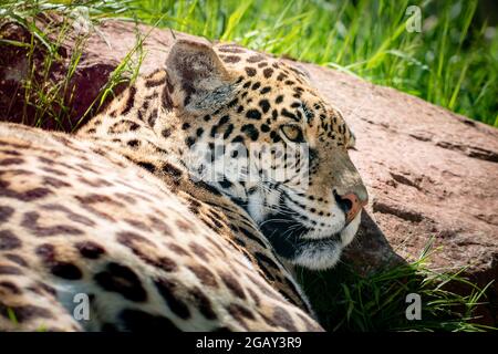 Primo piano della testa di jaguar poggiata su una roccia Foto Stock