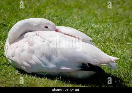 Un cigno di coscoroba bianco che poggia sull'erba con la testa rimboccata nelle sue ali Foto Stock