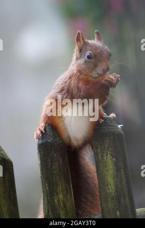 Scoiattolo carino su una recinzione Foto Stock