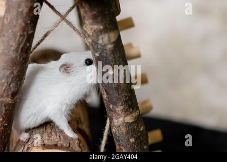 Criceto bianco nana invernale di colore perla per animali domestici che si nasconde e gioca su una struttura di arrampicata in legno Foto Stock