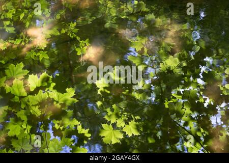 riflessi estivi di foglie di acero verde fresco e luce solare calda in acqua tranquilla Foto Stock