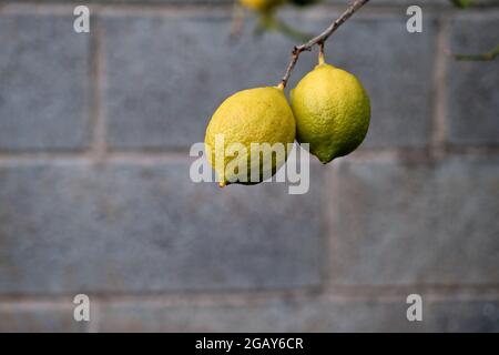 Due limoni gialli maturi nell'albero del limone Foto Stock