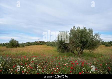 Olea europaea o campo di ulivi con fiori selvatici primaverili in fiore Foto Stock