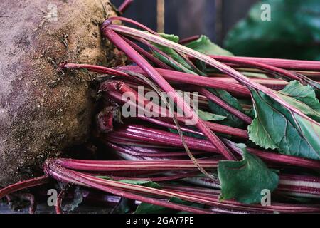 Beta vulgaris barbabietola o barbabietola da giardino gambi rossi da vicino Foto Stock