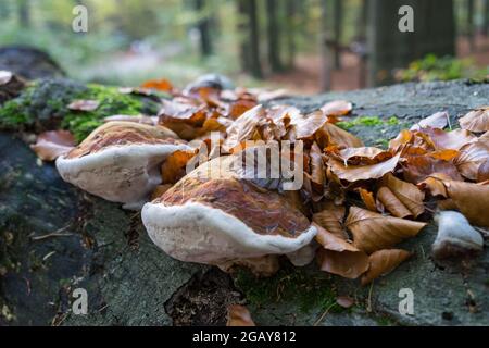 antico tronco di alberi foglie e funghi marroni nella magica foresta d'autunno Foto Stock
