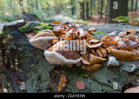 antico tronco di alberi foglie e funghi marroni nella magica foresta d'autunno Foto Stock