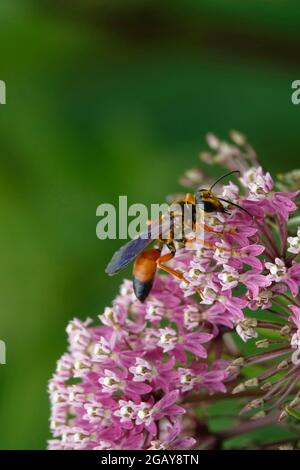 Grande Golden Sand Digger Wasp che si nutrono di Nectar viola Milkweed dai fiori in un giardino Foto Stock