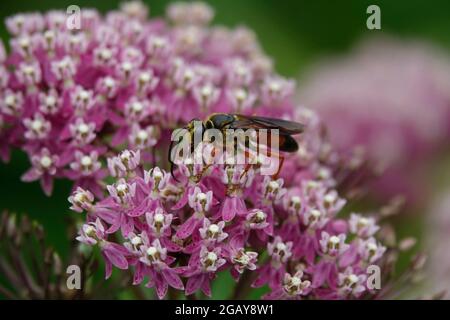 Grande Golden Sand Digger Wasp che si nutrono di Nectar viola Milkweed dai fiori in un giardino Foto Stock
