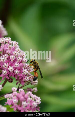 Grande Golden Sand Digger Wasp che si nutrono di Nectar viola Milkweed dai fiori in un giardino Foto Stock