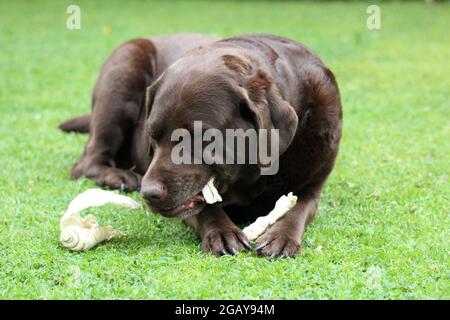 Cioccolato Labrador masticare Foto Stock