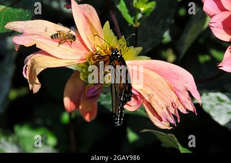 Una farfalla monarca condivide Nectar di un Dahlia rosa appassito con un Bumblebee in un caldo giorno d'estate nel giardino Foto Stock