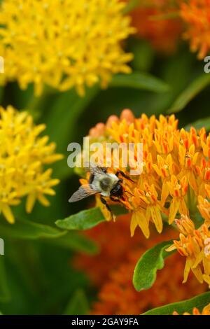 L'erba tropicale è anche conosciuta come l'erba delle farfalle messicana o il fiore del sangue che attrae le api, le vespe e gli insetti che volano ai fiori colorati per impollinare Foto Stock