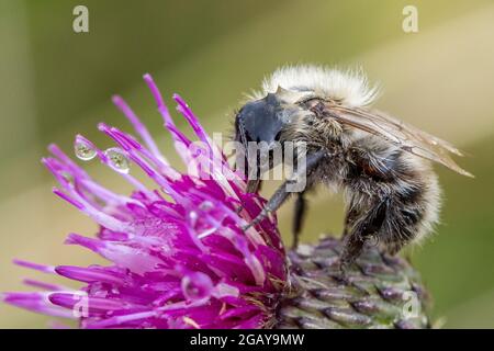 Ape comune di carder (Thoracobombus pascuorum), faccia rivestita in acqua, bere nettare da un thistle, Burley Moor, West Yorkshire, Regno Unito fauna selvatica Foto Stock