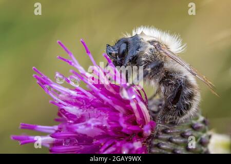 Ape comune di carder (Thoracobombus pascuorum), faccia rivestita in acqua, bere nettare da un thistle, Burley Moor, West Yorkshire, Regno Unito fauna selvatica Foto Stock