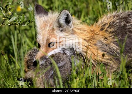 La volpe rossa con preda nelle sue mascelle si trova nelle erbe umide dopo una caccia di successo nella Shoshone National Forest, parte della Yellowstone Timberland Reserve Foto Stock