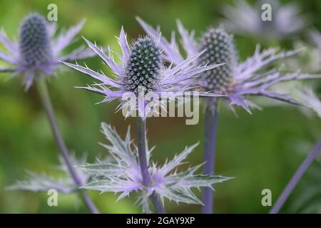 Premiato Blue Eryngo Up Close in un'ombra di Viola o Periwinkle con foglie di Spiny e una forma a cupola in un giardino Foto Stock