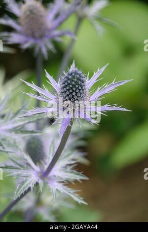 Premiato Blue Eryngo Up Close in un'ombra di Viola o Periwinkle con foglie di Spiny e una forma a cupola in un giardino Foto Stock