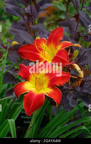 Red Day Lily All American Chief, Day Lilies with a Yellow Center e Flaming Red Petals in a Garden - Vincitore del premio Stour Silver Medal Daylily Foto Stock