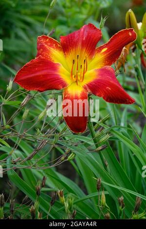 Red Day Lily All American Chief, Day Lilies with a Yellow Center e Flaming Red Petals in a Garden - Vincitore del premio Stour Silver Medal Daylily Foto Stock