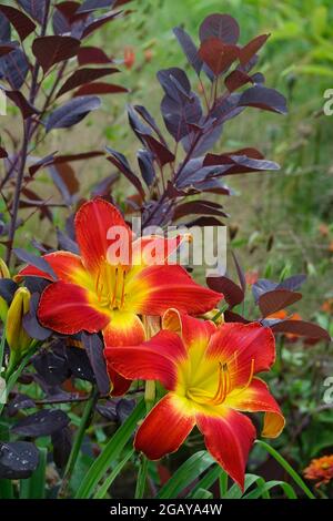 Red Day Lily All American Chief, Day Lilies with a Yellow Center e Flaming Red Petals in a Garden - Vincitore del premio Stour Silver Medal Daylily Foto Stock