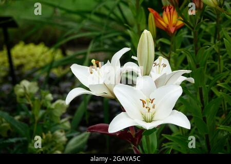 Gigli di Pasqua bianchi puri, noti anche come il giglio della Madonna in un giardino, Lilium Candidum Foto Stock