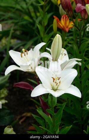 Gigli di Pasqua bianchi puri, noti anche come il giglio della Madonna in un giardino, Lilium Candidum Foto Stock