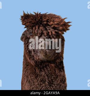 Divertente alpaca lama nera su sfondo blu. Foto Stock