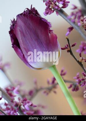 Tulipa di cristallo viola con una base bianca cremosa e petali frangiati tra rami di albero Redbud con piccoli fiori rosa/viola per una scena primaverile Foto Stock