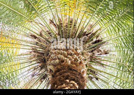 Vista ad albero di Palm dal basso. Concetto di vacanza. Sfondo naturale. Foto Stock