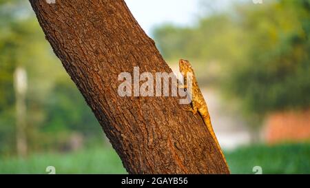 Bella camaleonte indiano su Acacia Tree Branch ( chameleo zeylanicus) immagine. Foto Stock