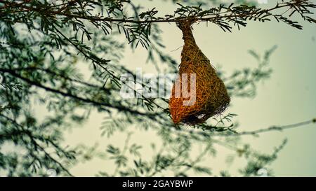 Sera, natura fauna selvatica immagine del nido di uccelli tessitore Baya appeso sull'albero. Foto di animali selvatici. Foto Stock