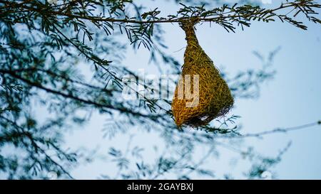 Nido sospeso e tempo serale, natura fauna selvatica immagine di Baya tessitore uccello nido appeso su albero. Foto Stock