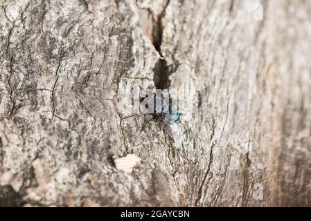 Una mosca di Bluebottle di riposo (Calliphora sp.) Foto Stock