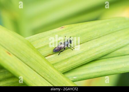 Robberfly a riposo dai capelli d'oro (Choerades marginatus) Foto Stock