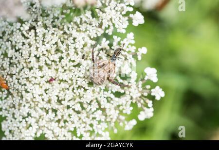 Xysticus sp., ragno di granchio con preda Foto Stock